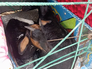 দেশি ব্লাক বেঙ্গল ছাগল