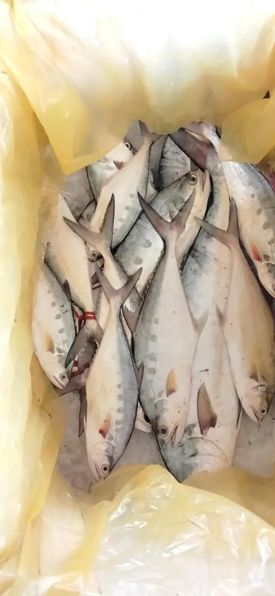 All kind of Seafood